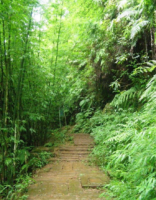 竹海的姊妹景区,荟萃了近百种竹子品种,以慈竹,篁竹,斑竹,西风竹为主